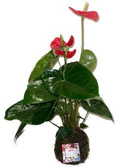 Kokedama Anthurium