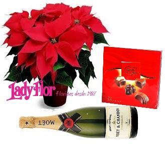  Poinsettia Moet y Bombones