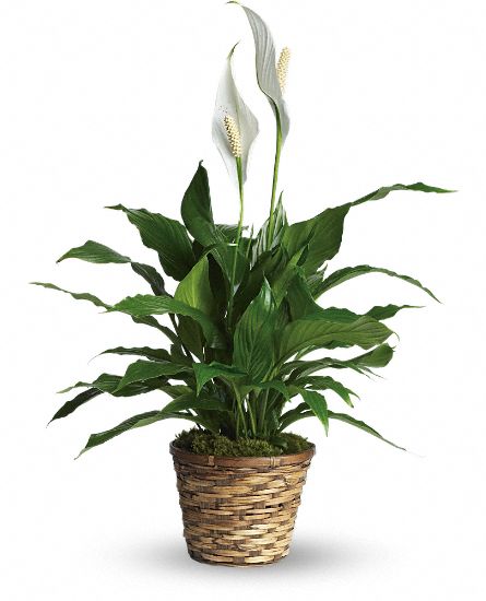 Spathiphyllum 