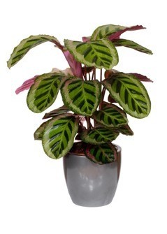 Calathea