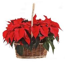 Cesta 2 Poinsettias