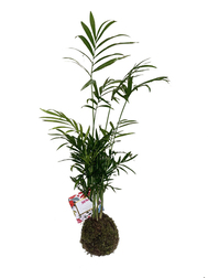 Kokedama Chamadorea