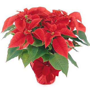 Poinsettia