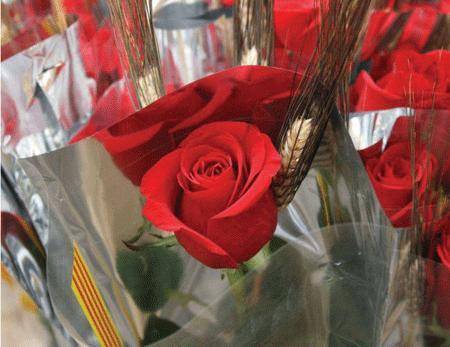 Pack de 25 Rosas