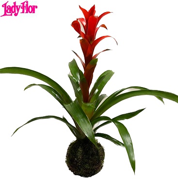 Guzmania Kokedama