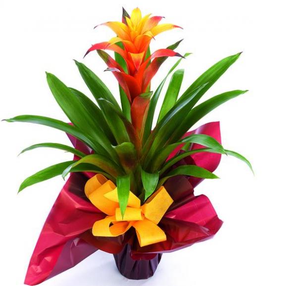 Guzmania