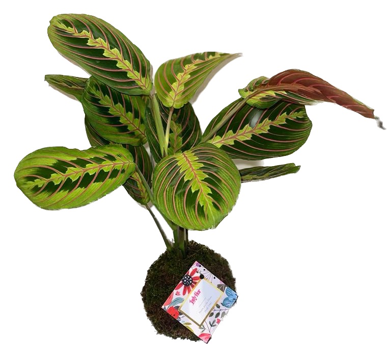 Kokedama Maranta