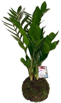 Kokedama Zamioculca