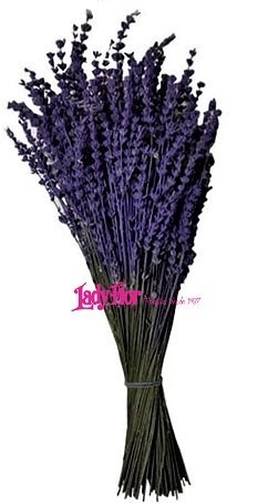 Lavanda Original