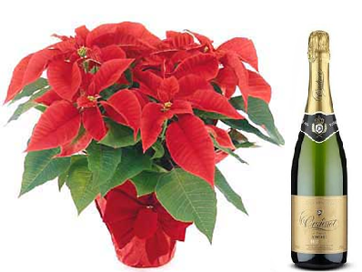 poinsettia y Cava