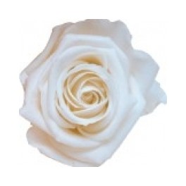 Rosa Eterna Blanca